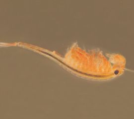 Het oranje-blauw zwemmend geraamte Eubranchipus grubii is een zeldzame kieuwpootkreeft