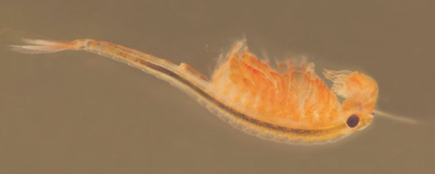 Het oranje-blauw zwemmend geraamte Eubranchipus grubii is een zeldzame kieuwpootkreeft