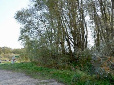 Schietwilgen bij Lauwersoog waar veel bladmijnen van de smalle wilgenmineermot zijn gevonden