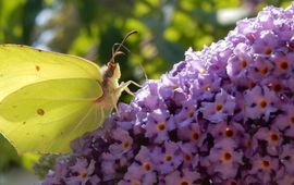 citroenvlinder vlinderstruik - primair