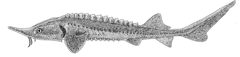 Siberische steur (Acipenser baerii)