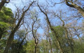 Herstellende eikenbomen na kaalvraat