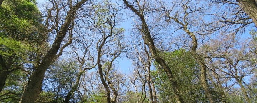 Herstellende eikenbomen na kaalvraat