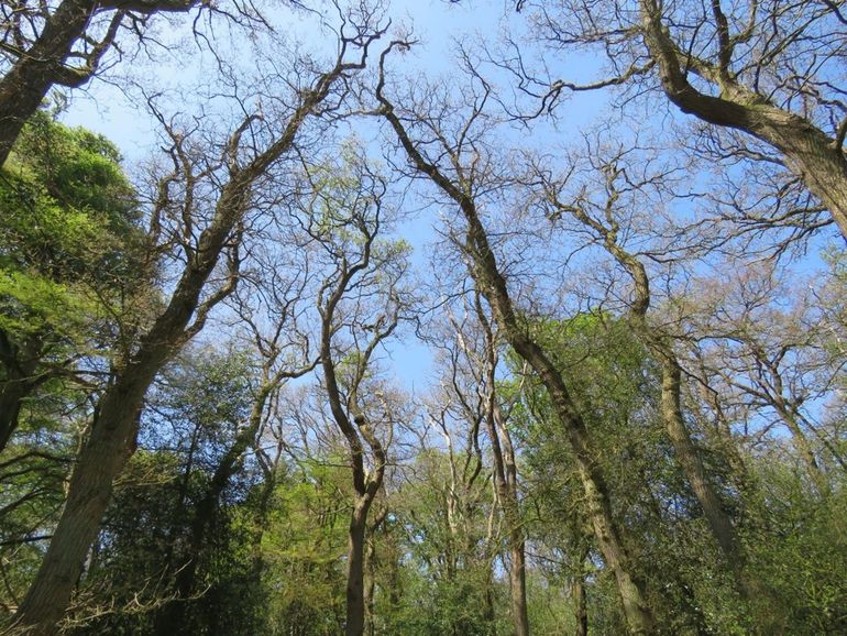 Herstellende bomen