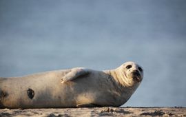 Shutterstock eenmalig gebruik - gewone zeehond