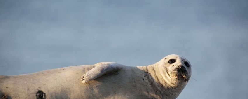 eenmalig gebruik - gewone zeehond