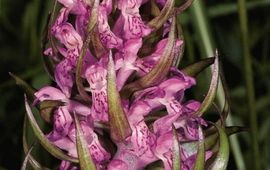 Karel Kreutz Vleeskleurige orchis