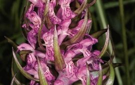 Vleeskleurige orchis