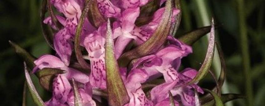 Vleeskleurige orchis