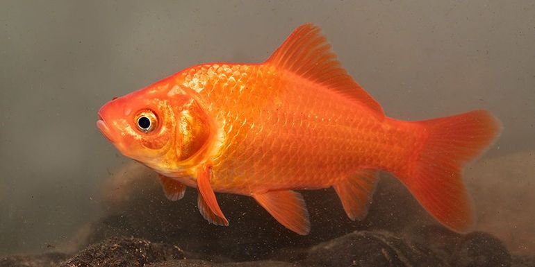 Goudvis