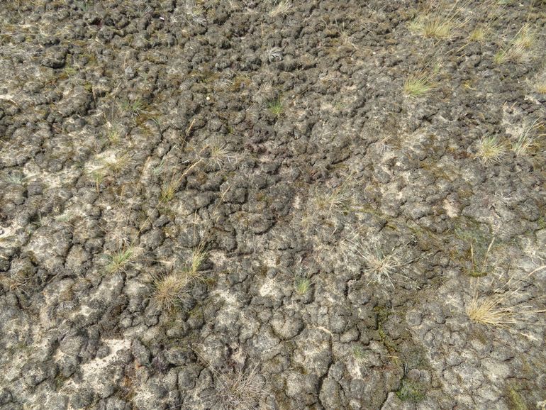 Grijs kronkelsteeltje vormt een dikke mat op het zand