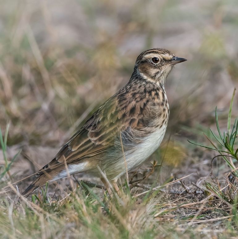 Boomleeuweriken broeden ook op de grond, in de duinen en op heide en zandverstuivingen