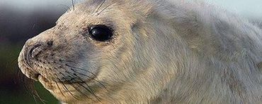 Grijze zeehondenpups hebben een dikke witte vacht