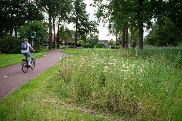 Een natuurinclusieve berm in Overijssel