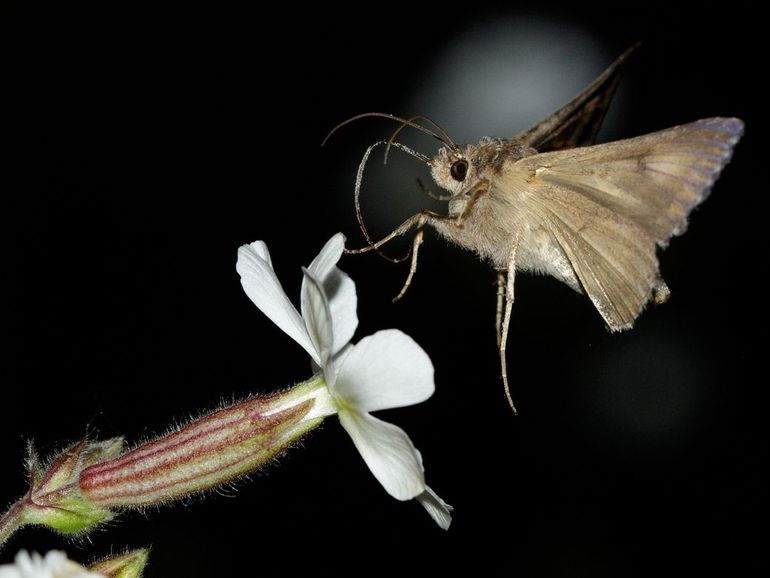 De gamma-uil is een van de nachtvlinders die 's nachts bloemen bestuift