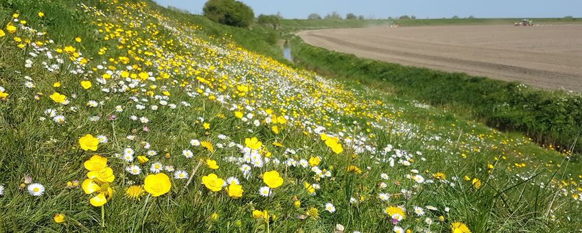 Bloemrijkdom op een begraasde dijk in Zeeland