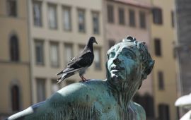 Pixabay pigeon, duif