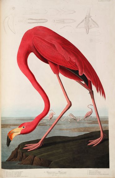American Flamingo, uit: John James Audubon (1785-1851), The Birds of America (1827-1838)