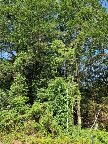 Boomwurger tot hoog in de bomen &ndash; Ruinerwold