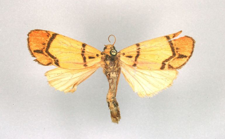 Cyme maartjekijneae is een unieke en kleurrijke mot die voorkomt op Nieuw-Guinea. De vlinder is vernoemd naar de in 2023 overleden Naturalis-collega Maartje Kijne