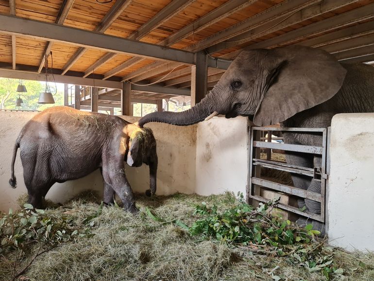 Olifantenkalf Sally in het olifanten-opvanghuis