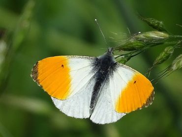 Het oranjetipje is een typische bewoner van bloemrijke graslanden