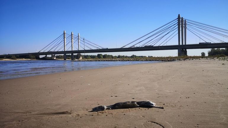 Door transecten te lopen over rivierstrandjes gaat u op zoek naar knakalen