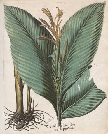 Canna indica, afbeelding uit 1613