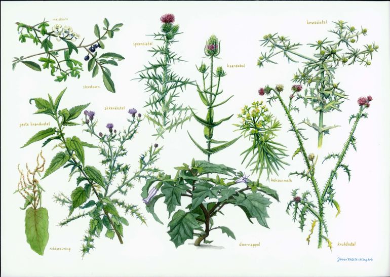 Zoekkaart 'Blijf van me af planten': planten met stekels, naalden of giftig