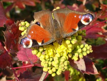 De dagpauwoog overwintert als vlinder, maar kruipt nu weer ergens weg