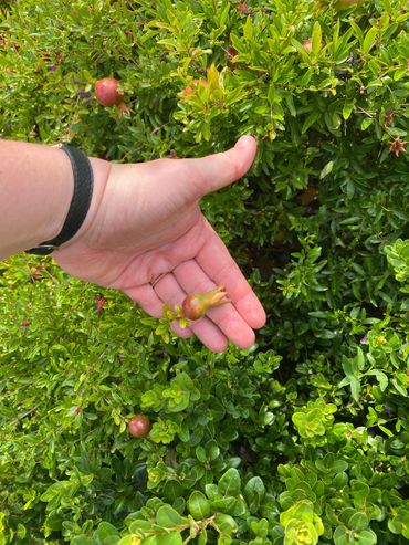 Dwergvariëteit Punica granatum 'Nana' als sierplant in Novi Vinodolski, Kroatië