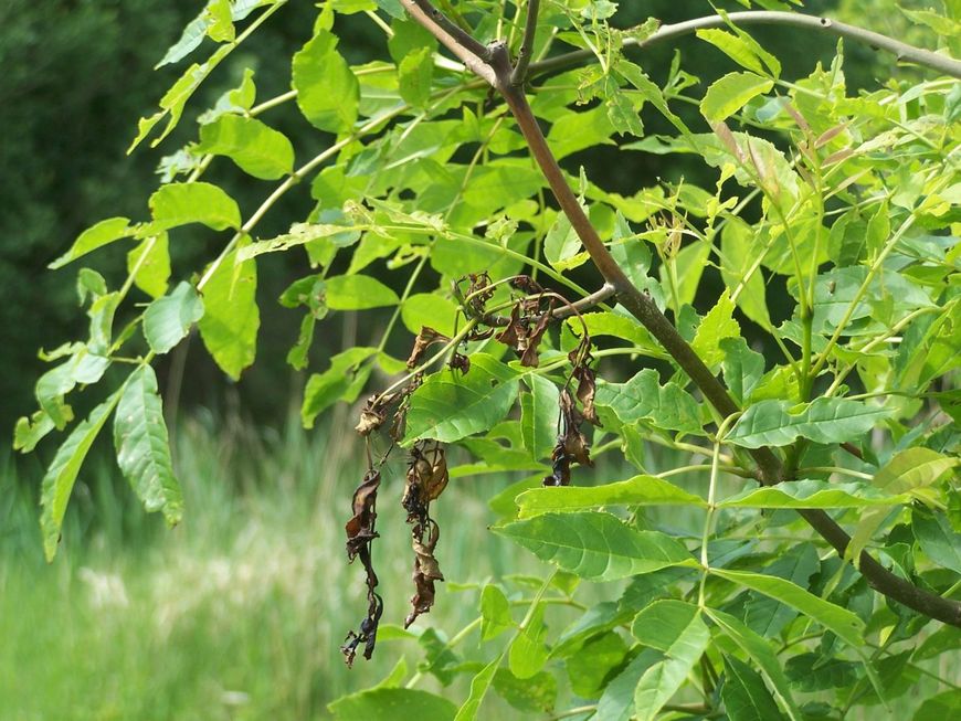 Essentaksterfte bladeren, es, fraxinus excelsior