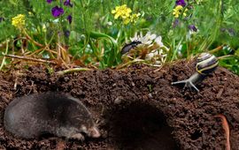 EMS Films (mol), Ron de Goede (worm) e.a. - bewerking NIOO-KNAW Bodemdierendagen: onder het maaiveld