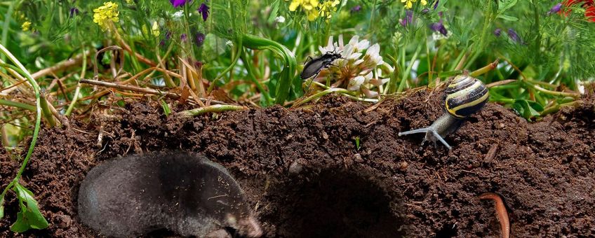 Bodemdierendagen: onder het maaiveld