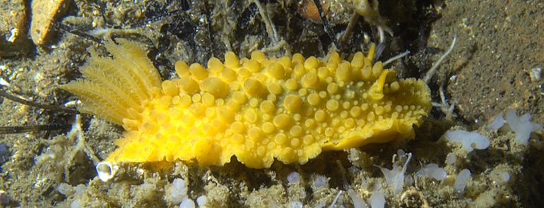 Doris verrucosa, aangetroffen aan de Zuid-Franse kust