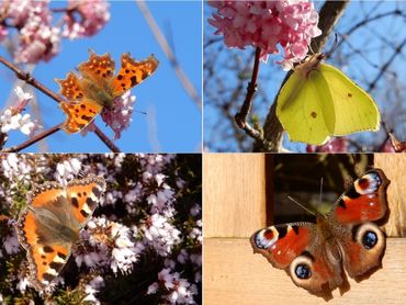 De vier vlinderoverwinteraars: v.l.n.r. boven: gehakkelde aurelia en citroenvlinder; onder: kleine vos en dagpauwoog