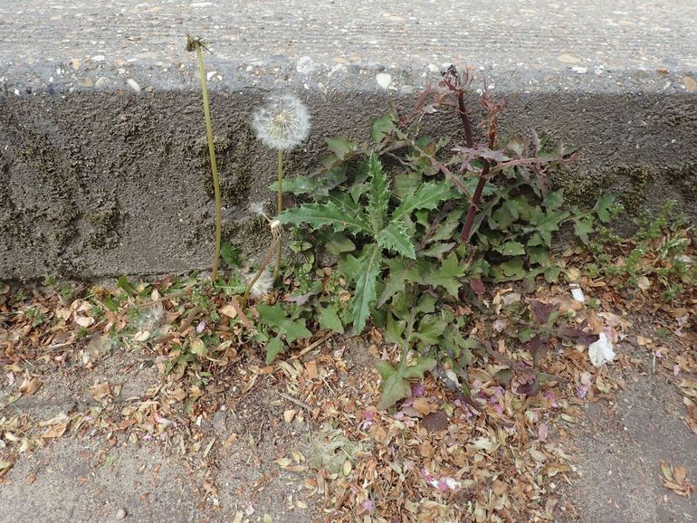 Dandelion that has finished flowering along the pavement on the Weteringschans