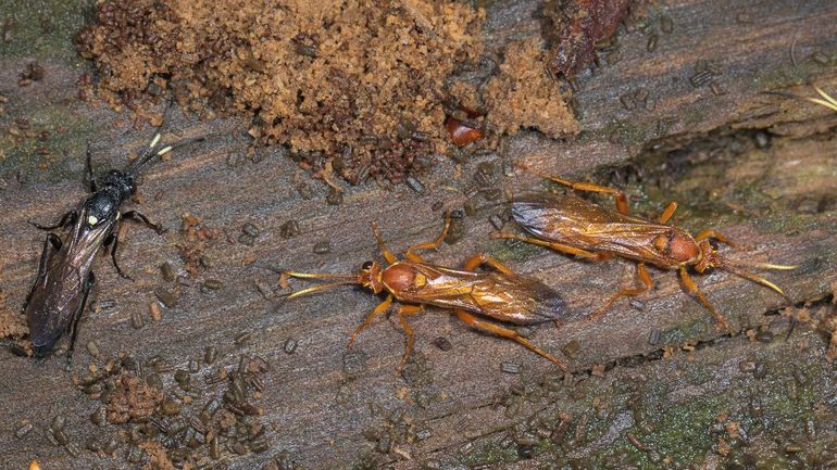 Twee soorten overwinterende sluipwespen bij elkaar op een foto, Ichneumon lugens en rechts twee exemplaren van Lymantrichneumon disparis