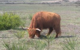 Schotse hooglander