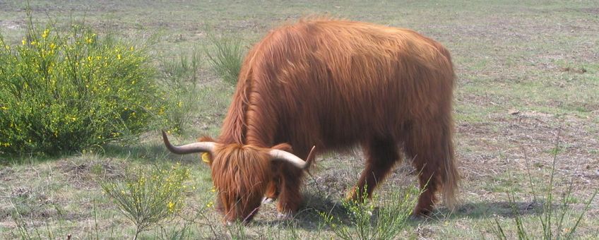 Schotse hooglander