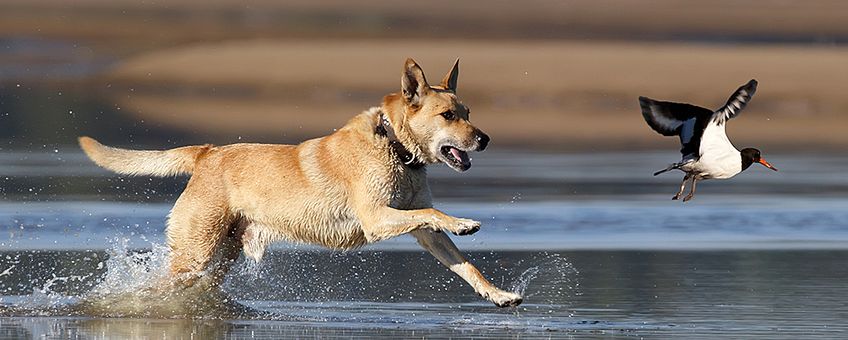 Hond verstoort scholekster header