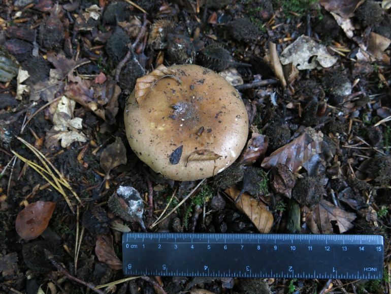 Russula integra