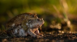 parende gewone padden op weg naar het water