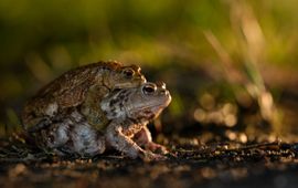 parende gewone padden op weg naar het water