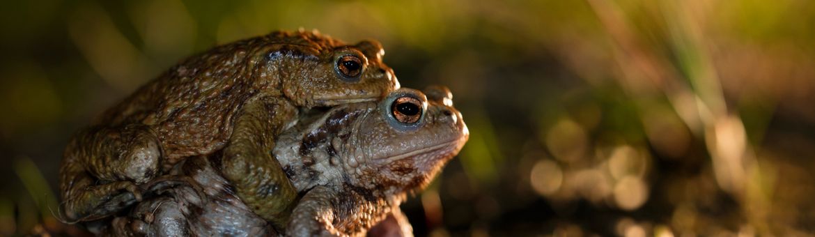 parende gewone padden op weg naar het water