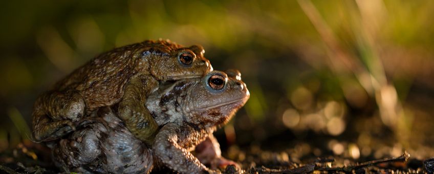 parende gewone padden op weg naar het water