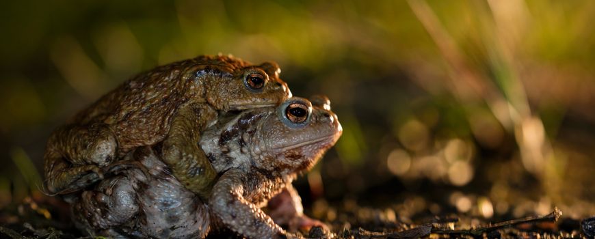 Paddentrek van start