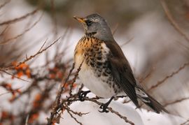 Turdus pilaris. Kramsvogel