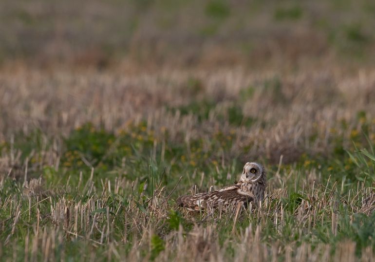 Velduil op een vogelakker in Groningen