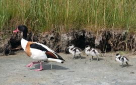 Ruud van Beusekom, Vogelbescherming Nederland Bergeend met jongen